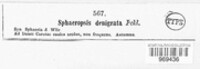 Gibberidea heliopsidis image